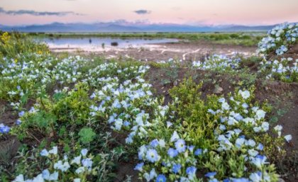 Image: Adobe Flowers in the Atacama desert with water in the background